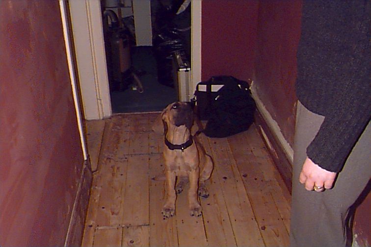 lily.jpg (22850 bytes)